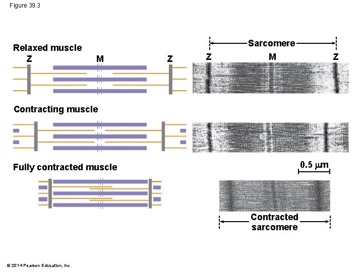 Figure 39. 3 Relaxed muscle Z Sarcomere M Z Z M Z Contracting muscle