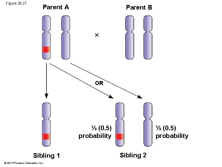 Figure 39. 27 Parent A Parent B OR ½ (0. 5) probability Sibling 1