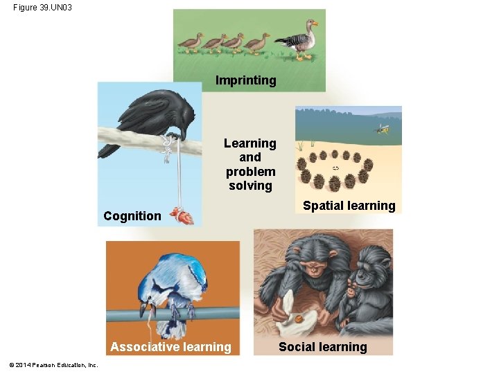 Figure 39. UN 03 Imprinting Learning and problem solving Cognition Associative learning © 2014
