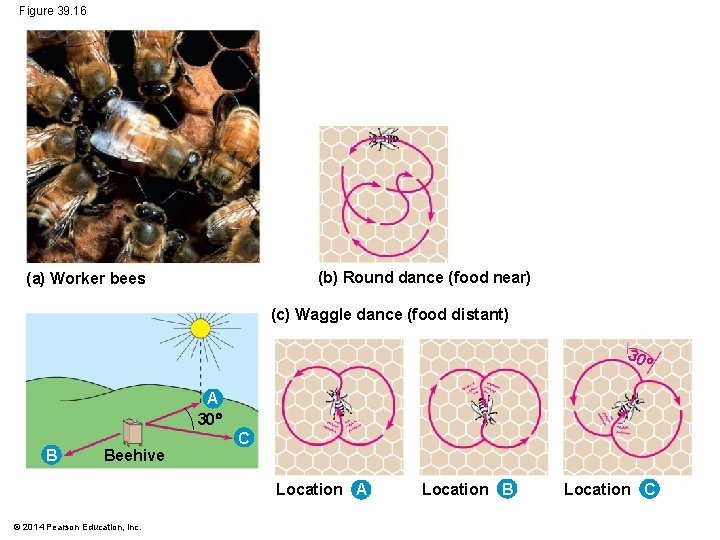 Figure 39. 16 (b) Round dance (food near) (a) Worker bees (c) Waggle dance