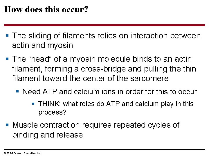 How does this occur? § The sliding of filaments relies on interaction between actin
