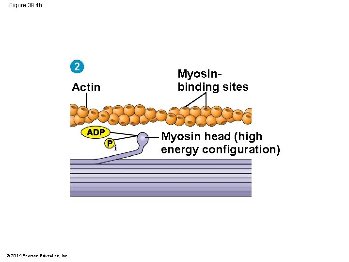 Figure 39. 4 b 2 Myosinbinding sites Actin ADP Pi © 2014 Pearson Education,