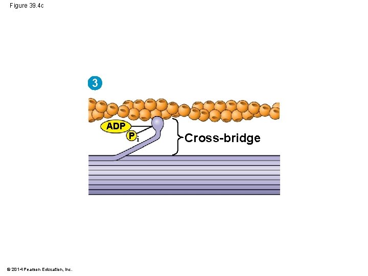 Figure 39. 4 c 3 ADP © 2014 Pearson Education, Inc. Pi Cross-bridge 