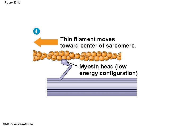 Figure 39. 4 d 4 Thin filament moves toward center of sarcomere. Myosin head