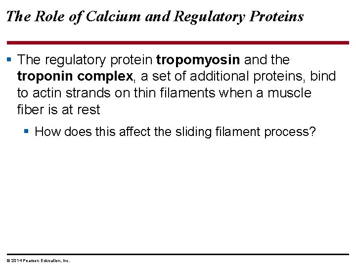 The Role of Calcium and Regulatory Proteins § The regulatory protein tropomyosin and the