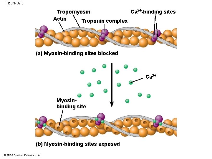 Figure 39. 5 Ca 2 -binding sites Tropomyosin Actin Troponin complex (a) Myosin-binding sites