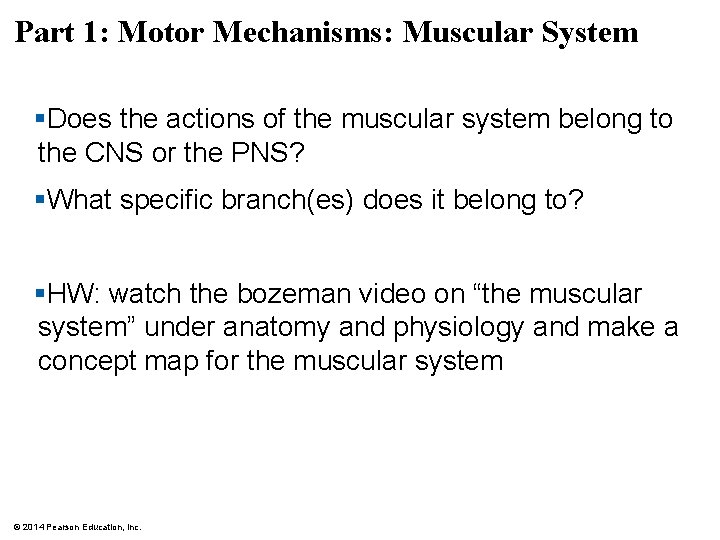 Part 1: Motor Mechanisms: Muscular System §Does the actions of the muscular system belong
