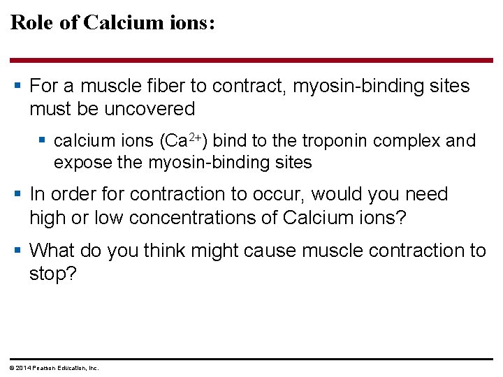 Role of Calcium ions: § For a muscle fiber to contract, myosin-binding sites must