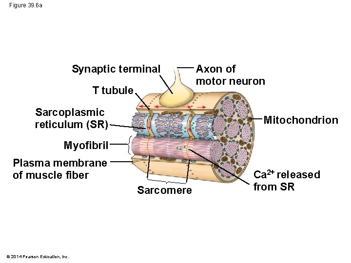 Figure 39. 6 a Synaptic terminal T tubule Sarcoplasmic reticulum (SR) Axon of motor