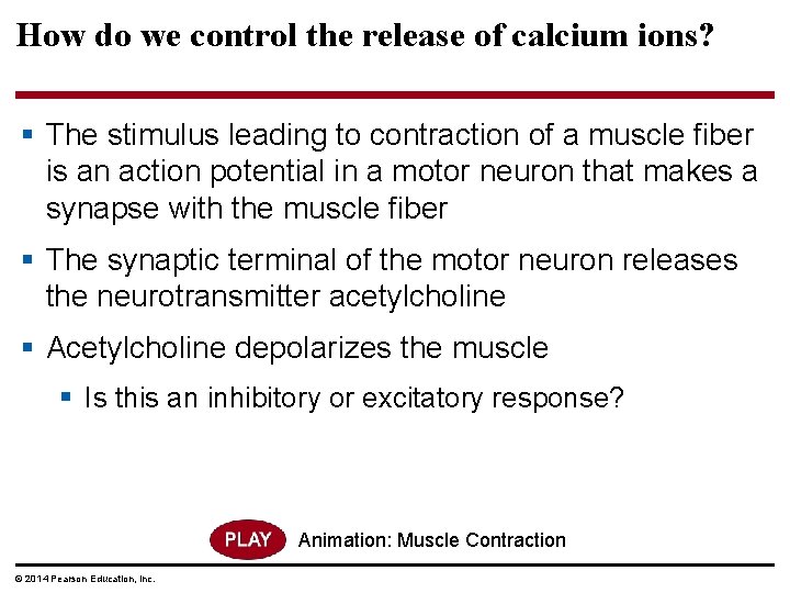 How do we control the release of calcium ions? § The stimulus leading to