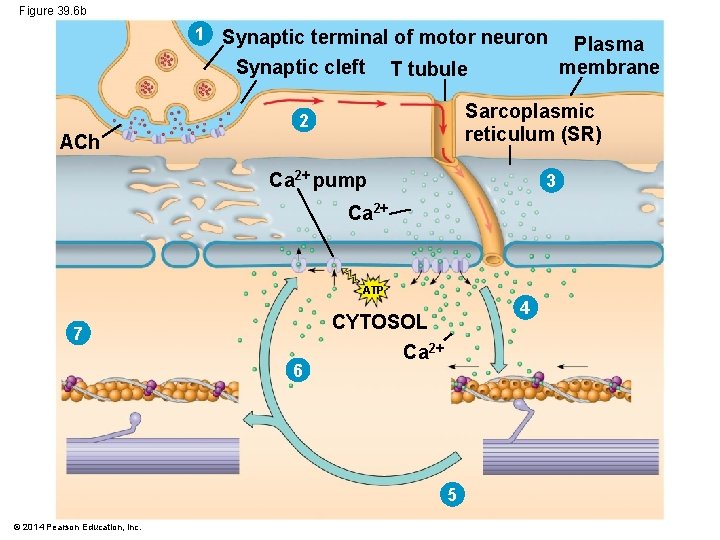 Figure 39. 6 b 1 Synaptic terminal of motor neuron Synaptic cleft T tubule