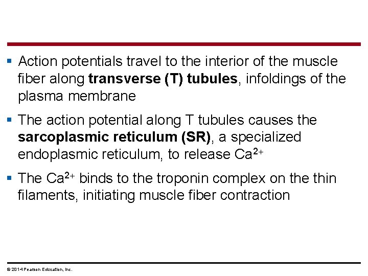 § Action potentials travel to the interior of the muscle fiber along transverse (T)