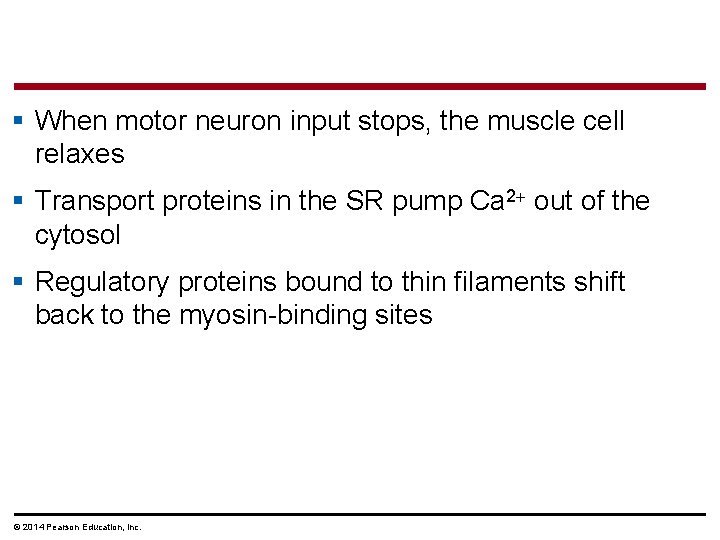 § When motor neuron input stops, the muscle cell relaxes § Transport proteins in