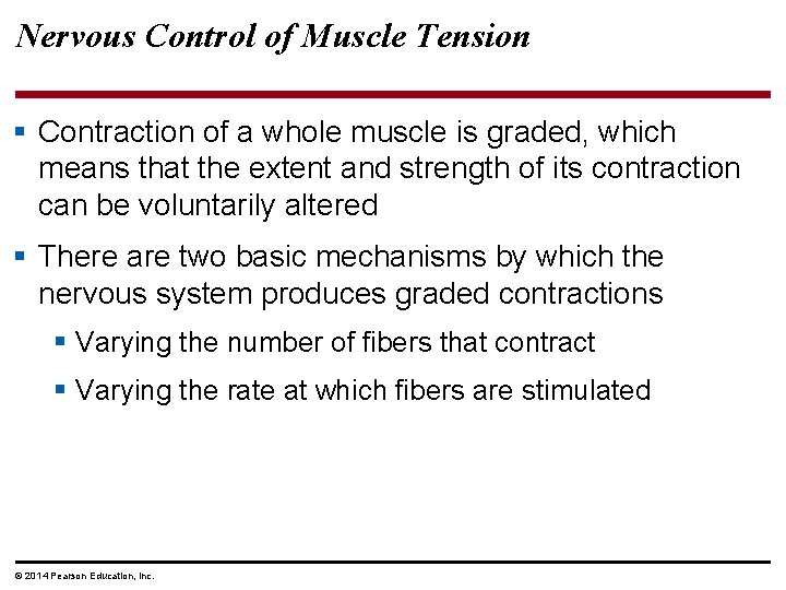 Nervous Control of Muscle Tension § Contraction of a whole muscle is graded, which