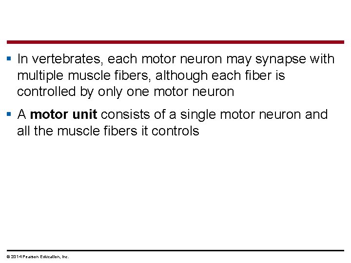 § In vertebrates, each motor neuron may synapse with multiple muscle fibers, although each