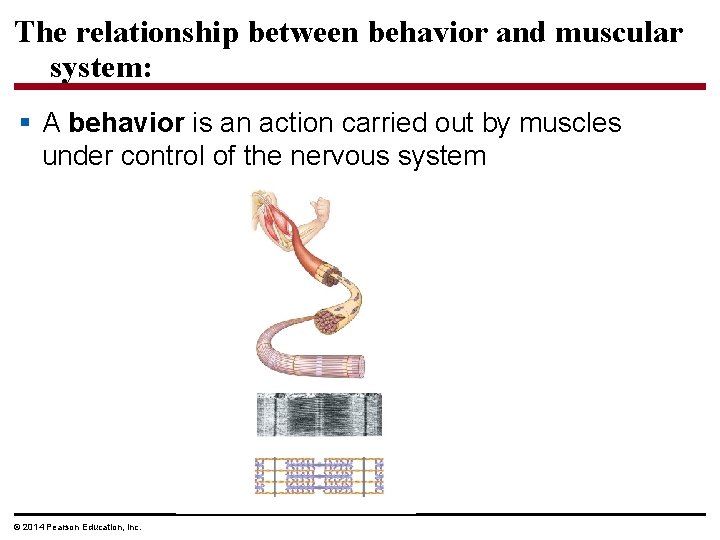 The relationship between behavior and muscular system: § A behavior is an action carried