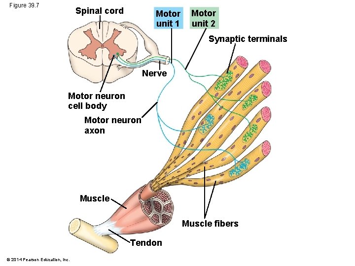 Figure 39. 7 Spinal cord Motor unit 1 Motor unit 2 Synaptic terminals Nerve