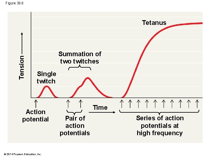 Figure 39. 8 Tension Tetanus Summation of two twitches Single twitch Action potential ©