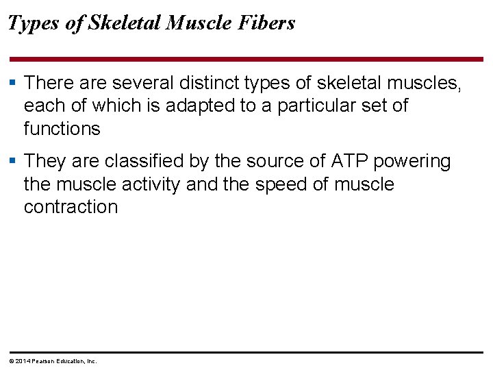 Types of Skeletal Muscle Fibers § There are several distinct types of skeletal muscles,