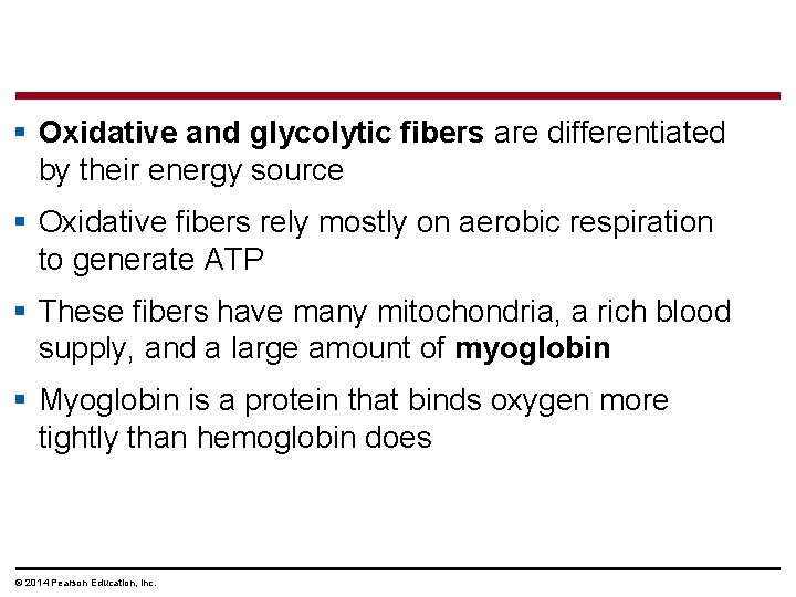 § Oxidative and glycolytic fibers are differentiated by their energy source § Oxidative fibers