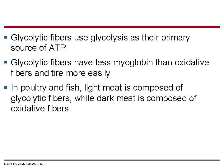 § Glycolytic fibers use glycolysis as their primary source of ATP § Glycolytic fibers