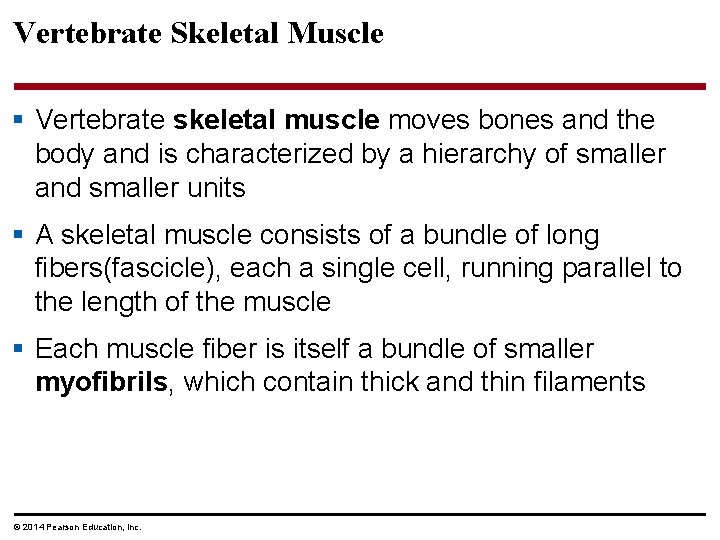 Vertebrate Skeletal Muscle § Vertebrate skeletal muscle moves bones and the body and is