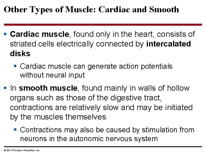 Other Types of Muscle: Cardiac and Smooth § Cardiac muscle, found only in the
