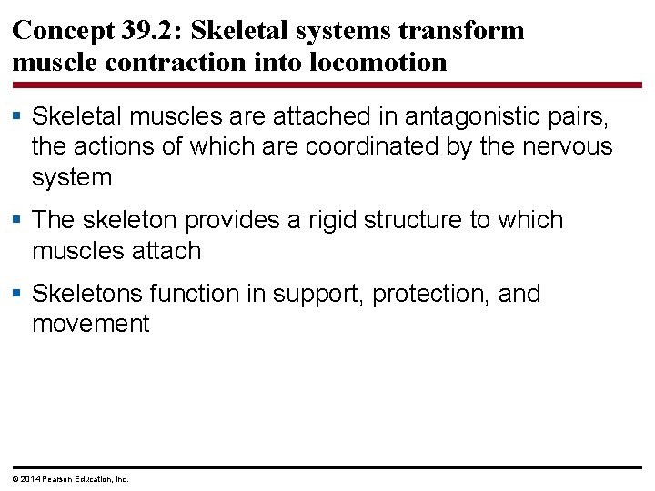 Concept 39. 2: Skeletal systems transform muscle contraction into locomotion § Skeletal muscles are