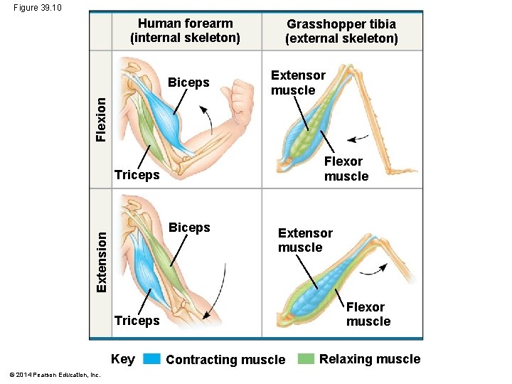 Figure 39. 10 Human forearm (internal skeleton) Extensor muscle Flexion Biceps Grasshopper tibia (external