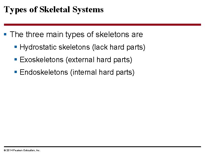 Types of Skeletal Systems § The three main types of skeletons are § Hydrostatic