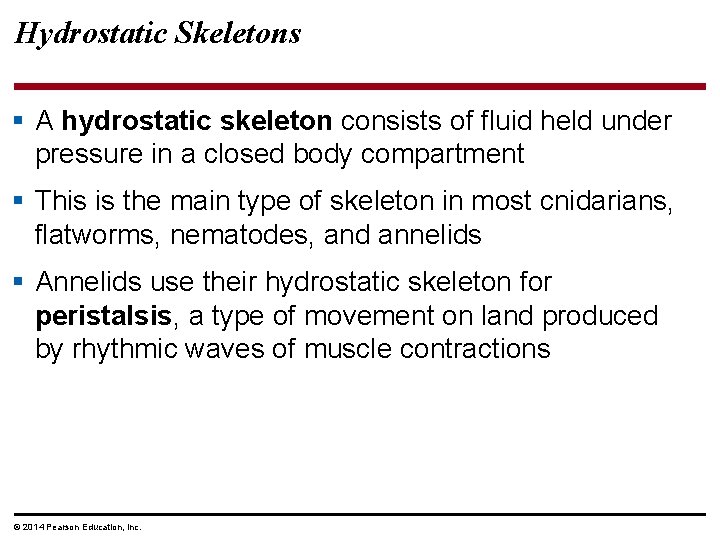 Hydrostatic Skeletons § A hydrostatic skeleton consists of fluid held under pressure in a