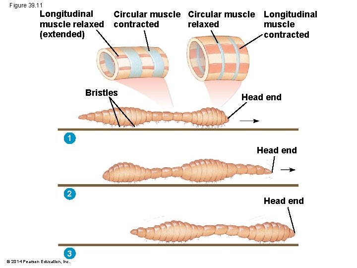 Figure 39. 11 Longitudinal muscle relaxed (extended) Circular muscle Longitudinal contracted muscle relaxed contracted