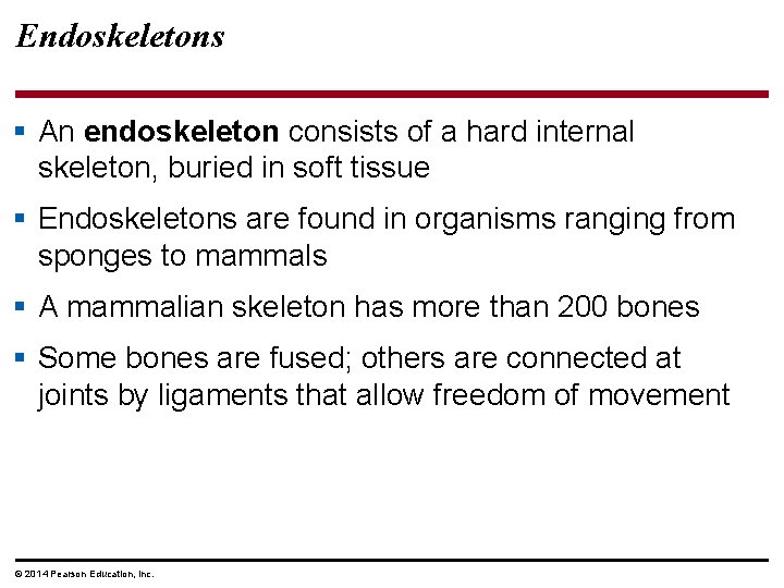 Endoskeletons § An endoskeleton consists of a hard internal skeleton, buried in soft tissue