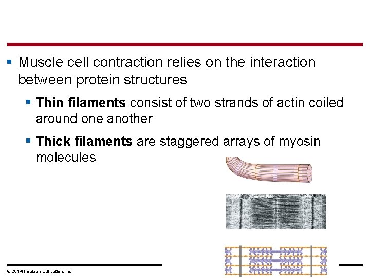 § Muscle cell contraction relies on the interaction between protein structures § Thin filaments