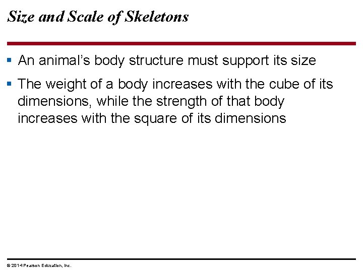 Size and Scale of Skeletons § An animal’s body structure must support its size