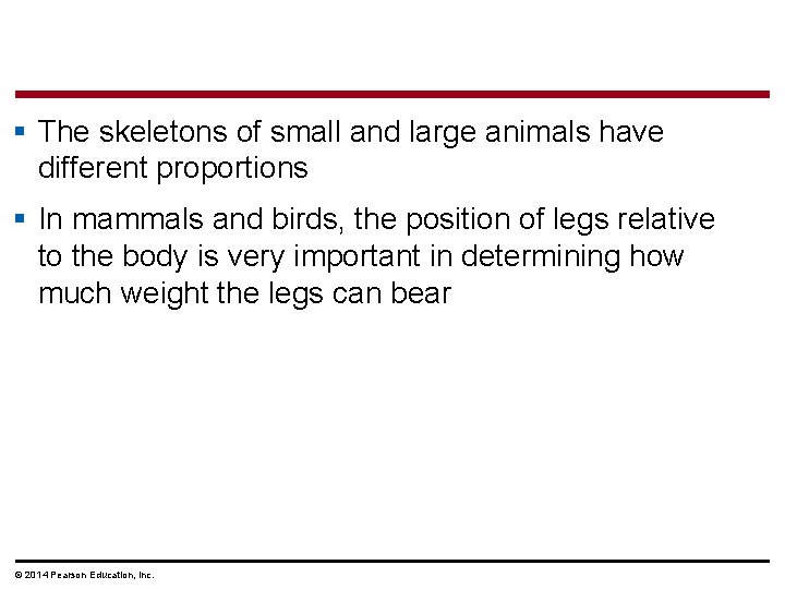 § The skeletons of small and large animals have different proportions § In mammals