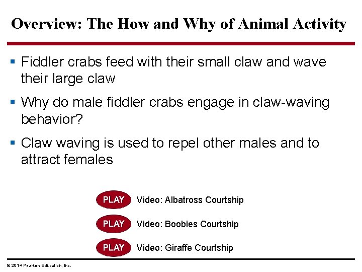 Overview: The How and Why of Animal Activity § Fiddler crabs feed with their