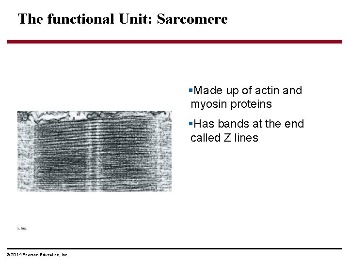 The functional Unit: Sarcomere §Made up of actin and myosin proteins §Has bands at