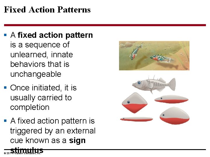 Fixed Action Patterns § A fixed action pattern is a sequence of unlearned, innate