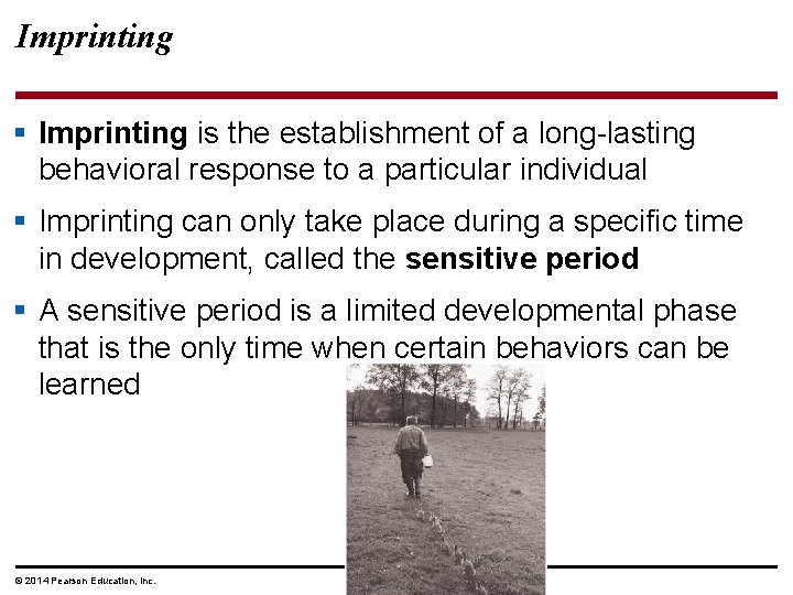 Imprinting § Imprinting is the establishment of a long-lasting behavioral response to a particular