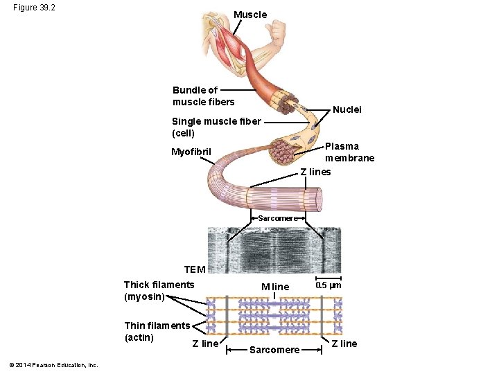 Figure 39. 2 Muscle Bundle of muscle fibers Nuclei Single muscle fiber (cell) Plasma