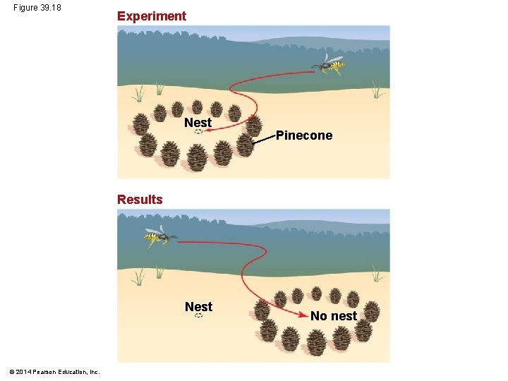 Figure 39. 18 Experiment Nest Pinecone Results Nest © 2014 Pearson Education, Inc. No