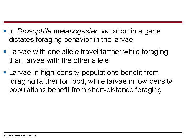 § In Drosophila melanogaster, variation in a gene dictates foraging behavior in the larvae