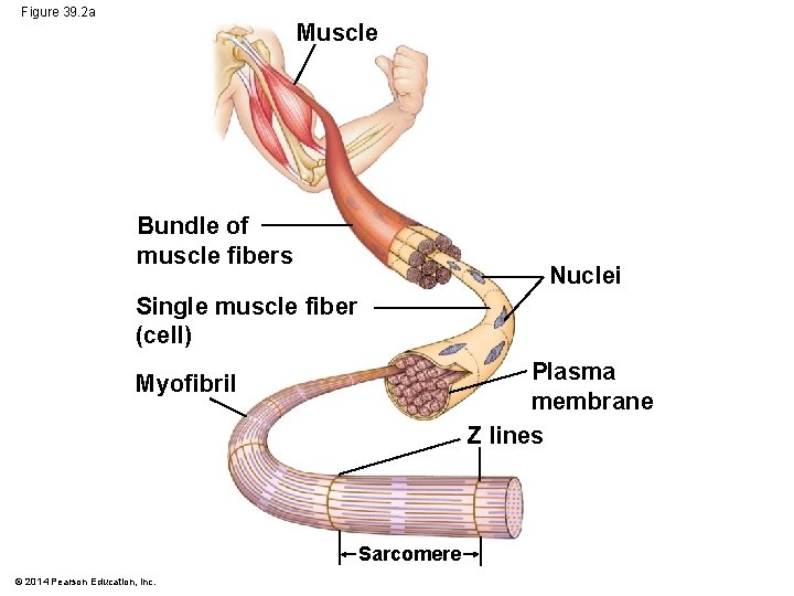 Figure 39. 2 a Muscle Bundle of muscle fibers Nuclei Single muscle fiber (cell)