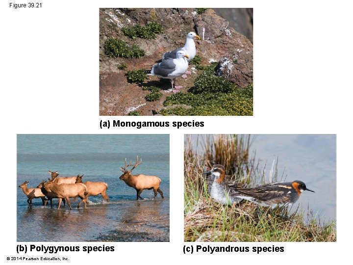 Figure 39. 21 (a) Monogamous species (b) Polygynous species © 2014 Pearson Education, Inc.