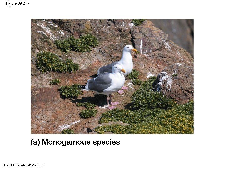 Figure 39. 21 a (a) Monogamous species © 2014 Pearson Education, Inc. 