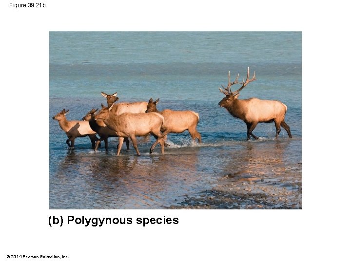 Figure 39. 21 b (b) Polygynous species © 2014 Pearson Education, Inc. 