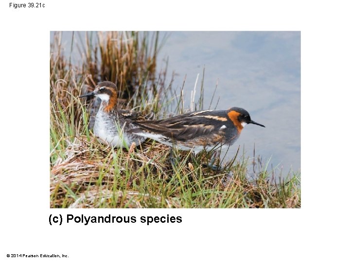 Figure 39. 21 c (c) Polyandrous species © 2014 Pearson Education, Inc. 