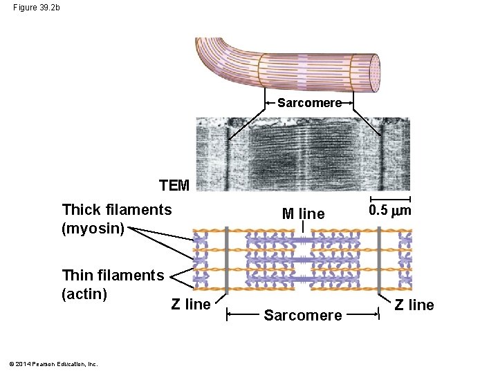 Figure 39. 2 b Sarcomere TEM Thick filaments (myosin) Thin filaments (actin) © 2014