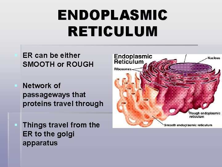 ENDOPLASMIC RETICULUM § ER can be either SMOOTH or ROUGH § Network of passageways